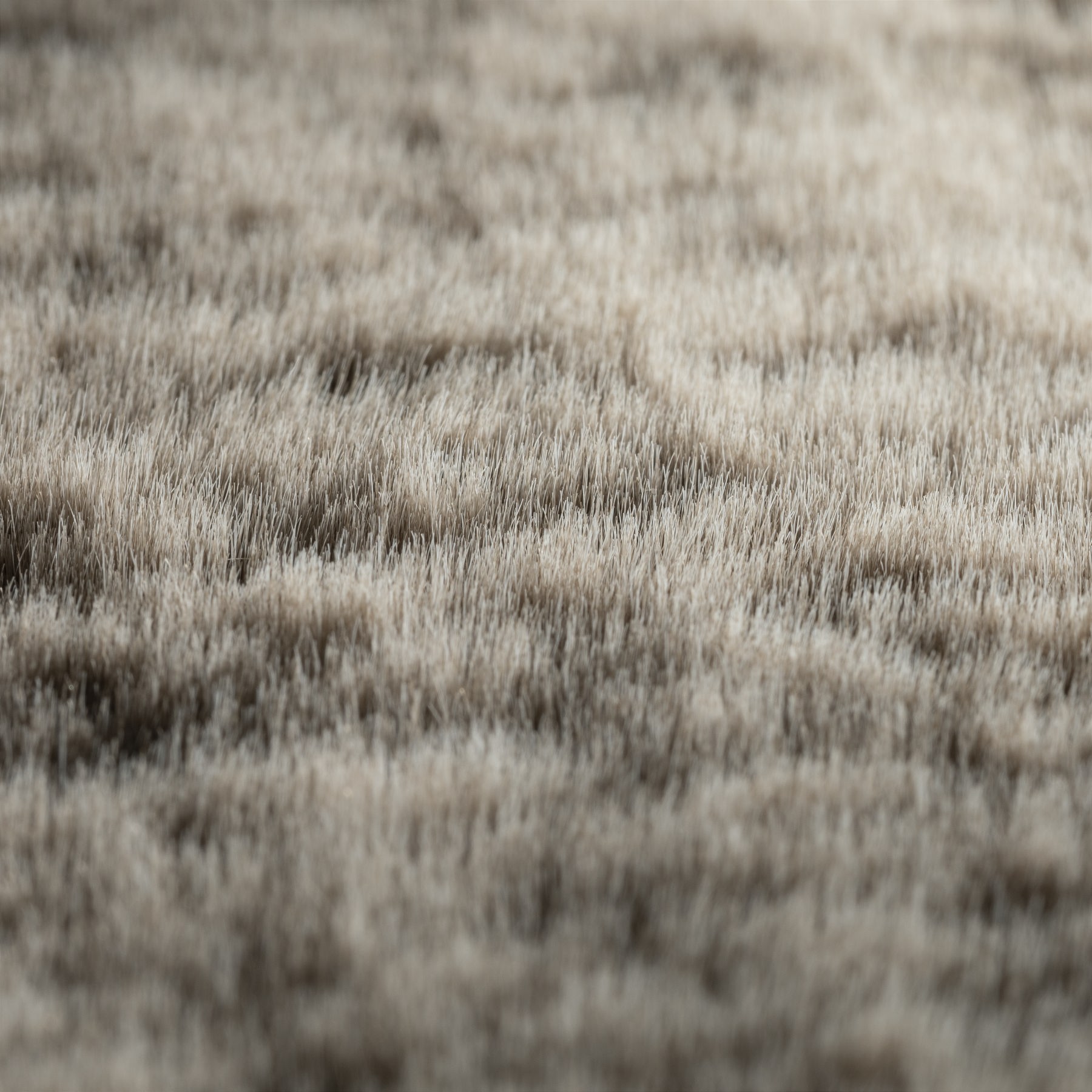 Jab Racoon – Bild 3